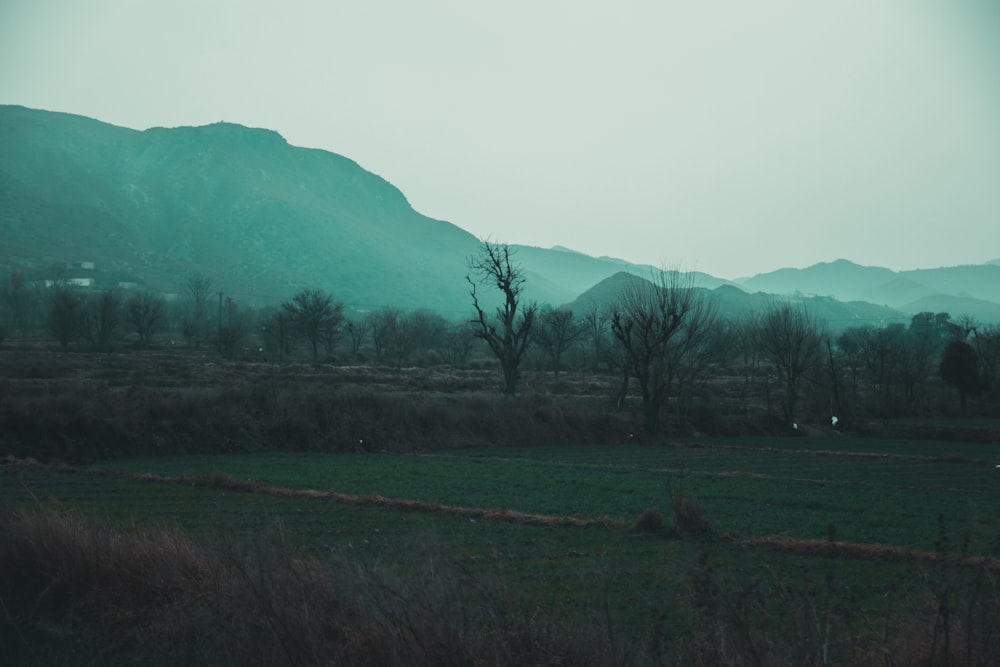 green grass field with trees and mountains in the distance