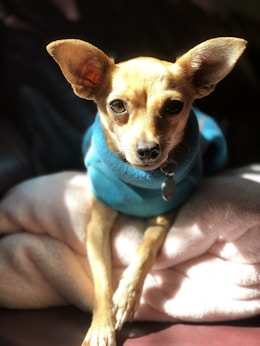 brown chihuahua on a blanket