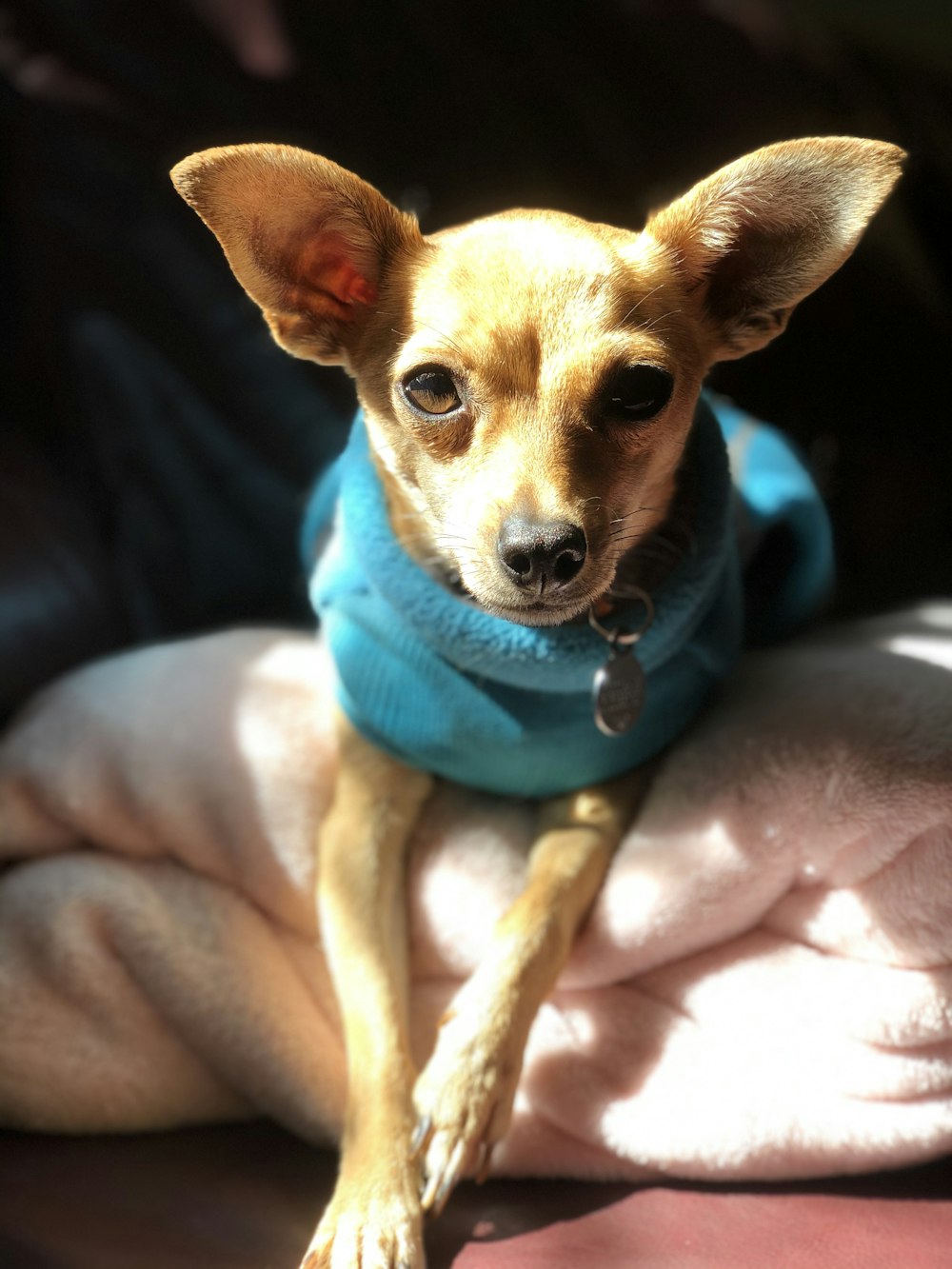 brown chihuahua on persons hand