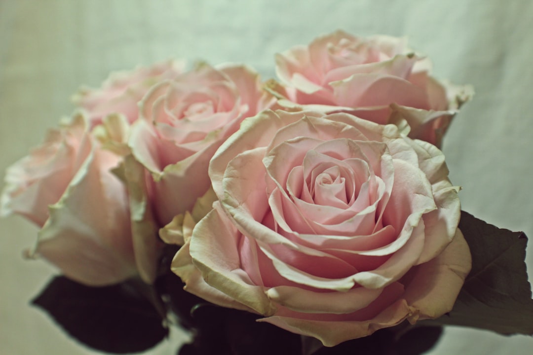 pandanus bloom, blooms, pink rose in close up photography