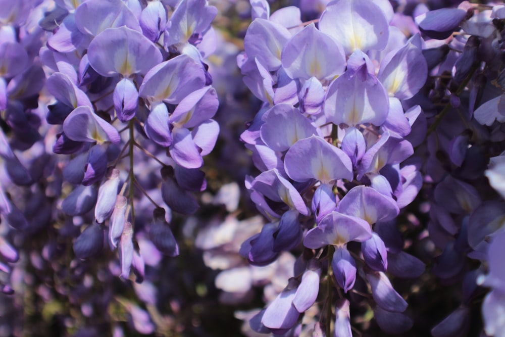 purple flowers in tilt shift lens