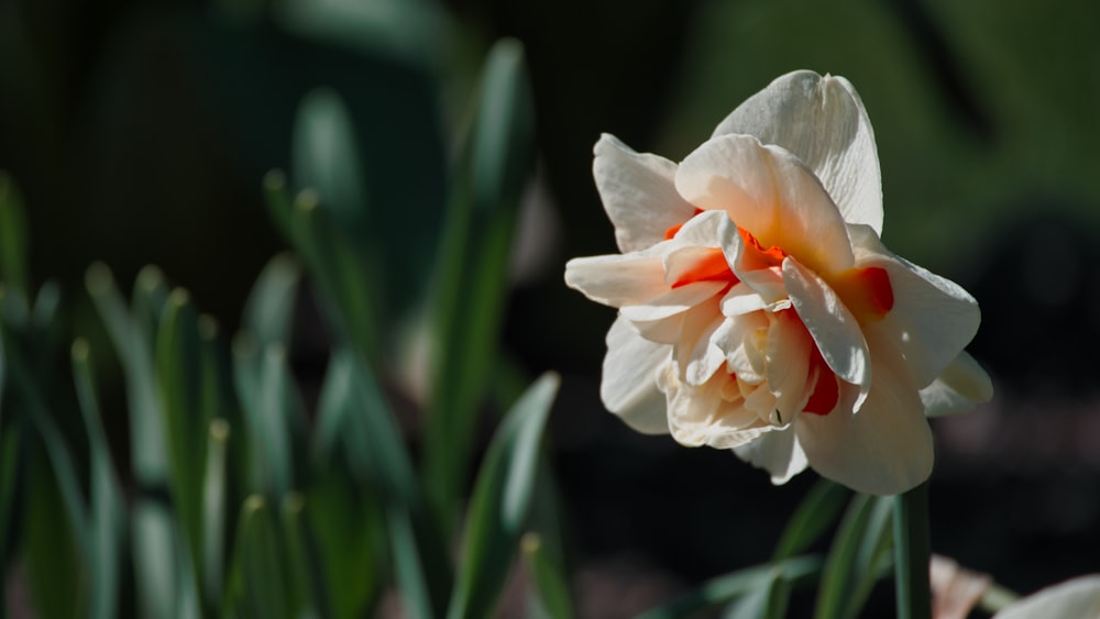 white and orange flower in macro lens