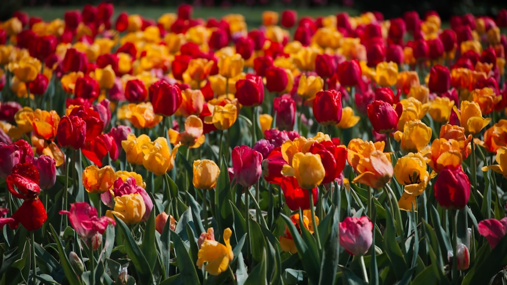 campo de tulipas amarelas e vermelhas durante o dia