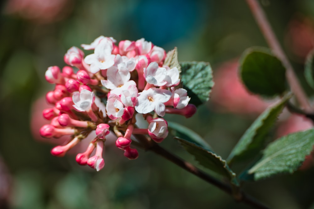 pink and white flower in tilt shift lens