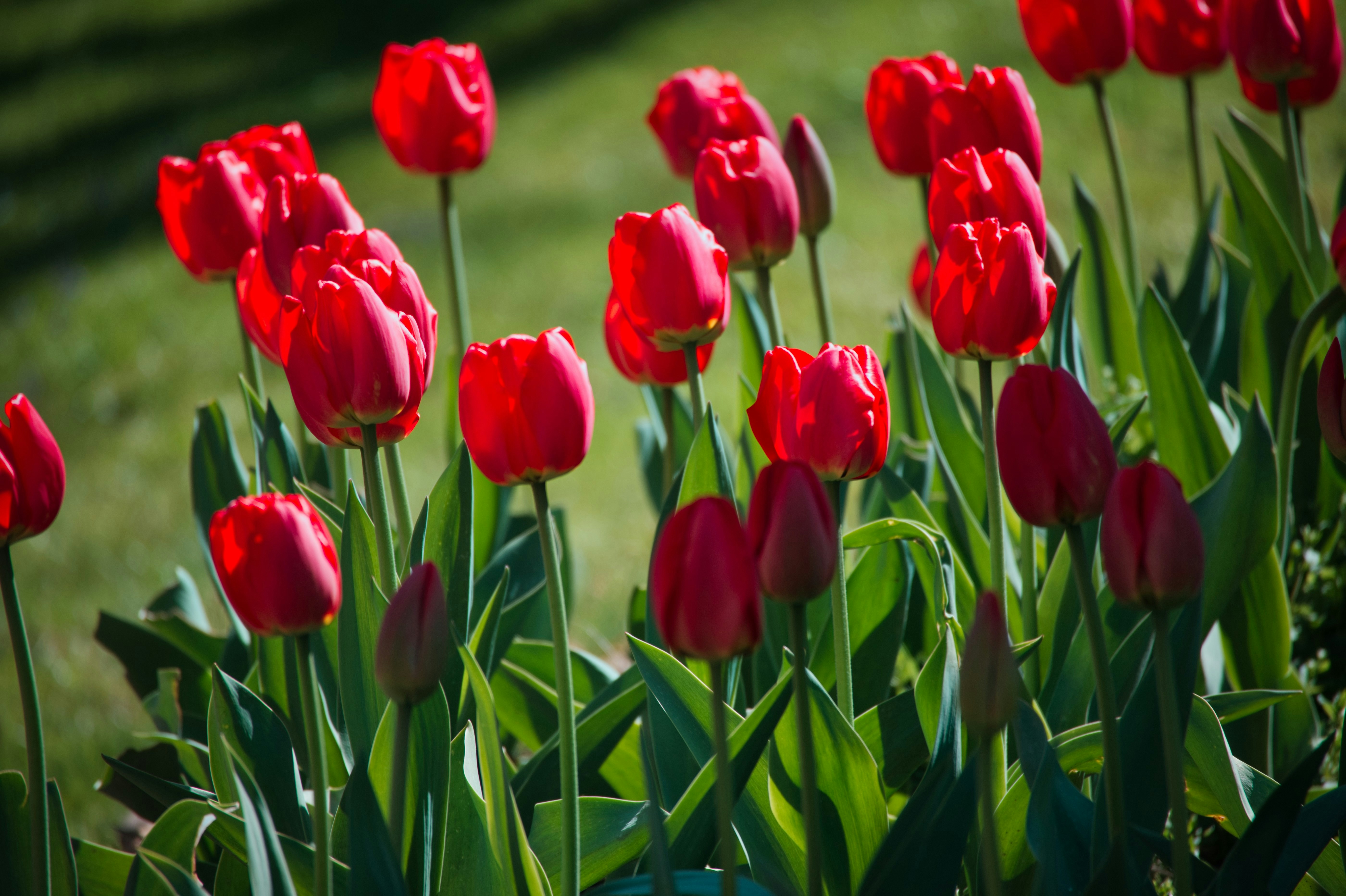 Rote Tulpen blühen tagsüber