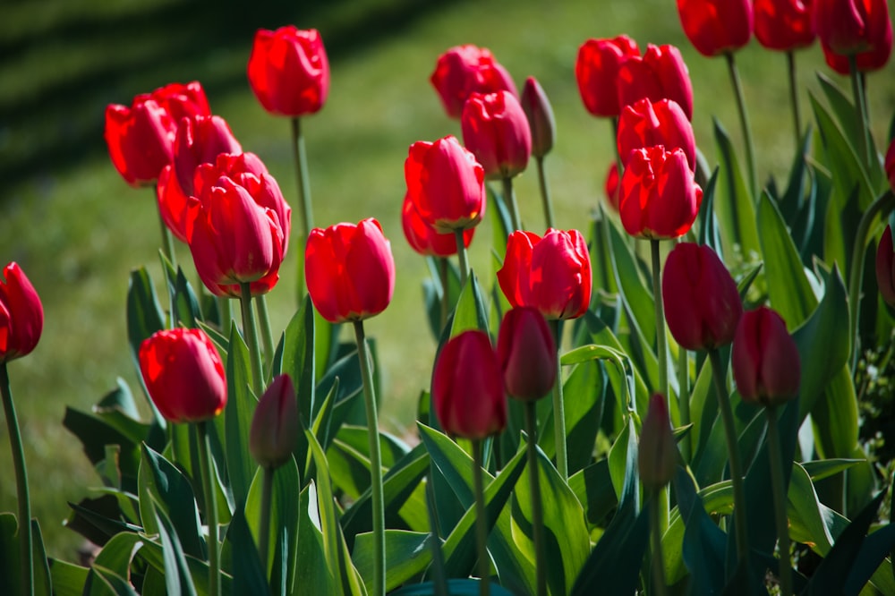 red tulips in bloom during daytime