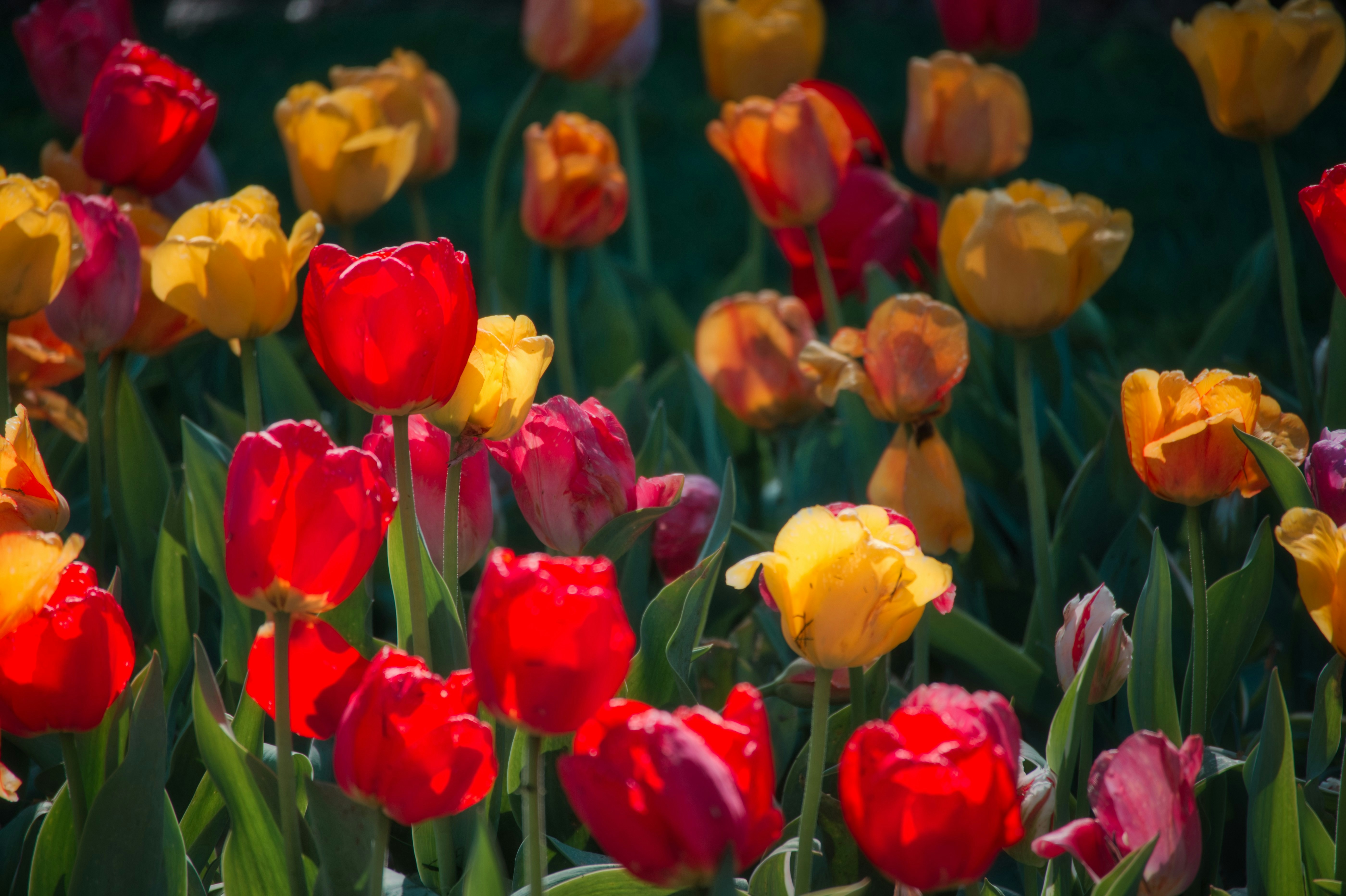 Rote und gelbe Tulpen blühen tagsüber