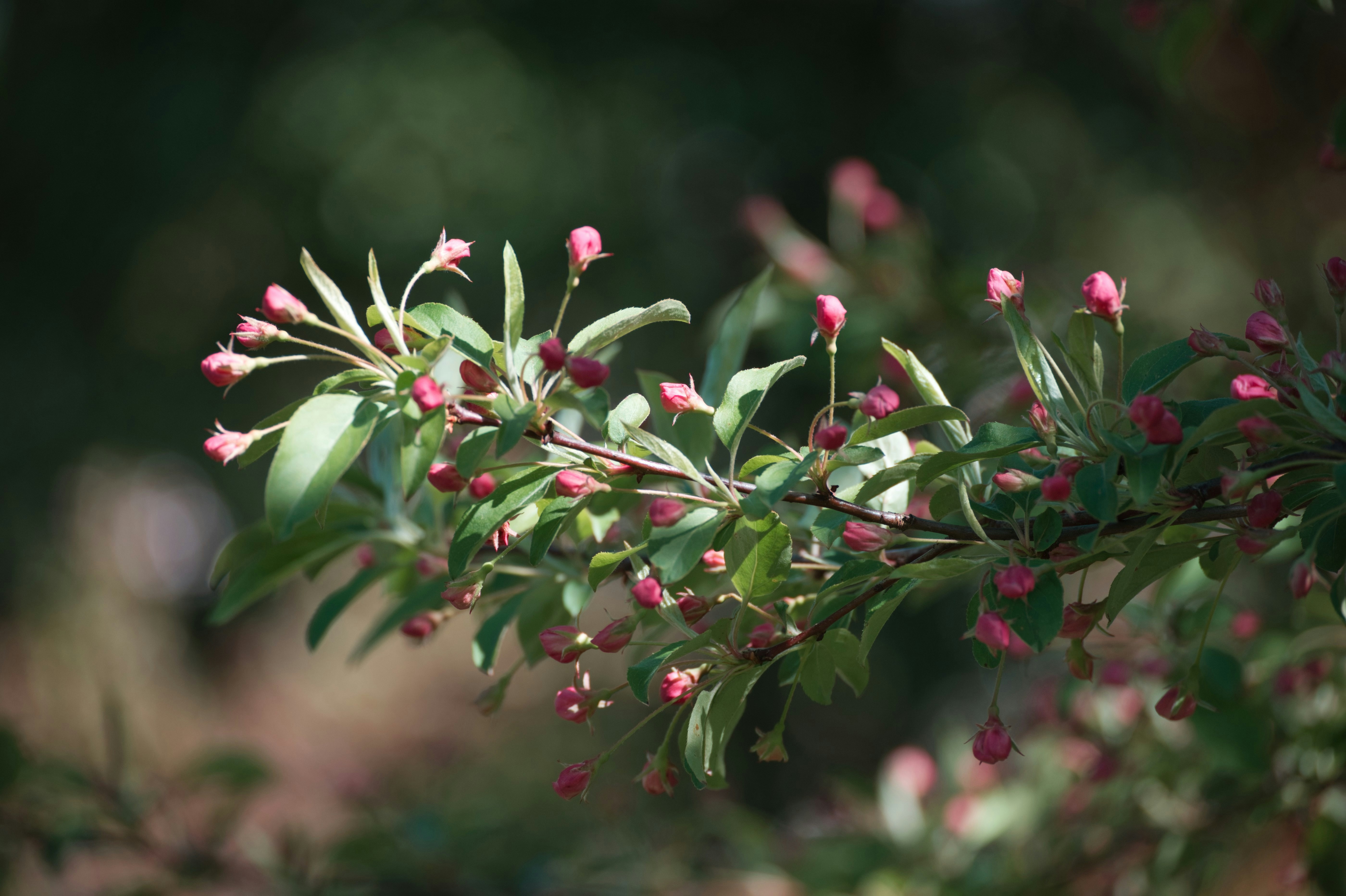 rote und grüne Blume in der Tilt-Shift-Linse
