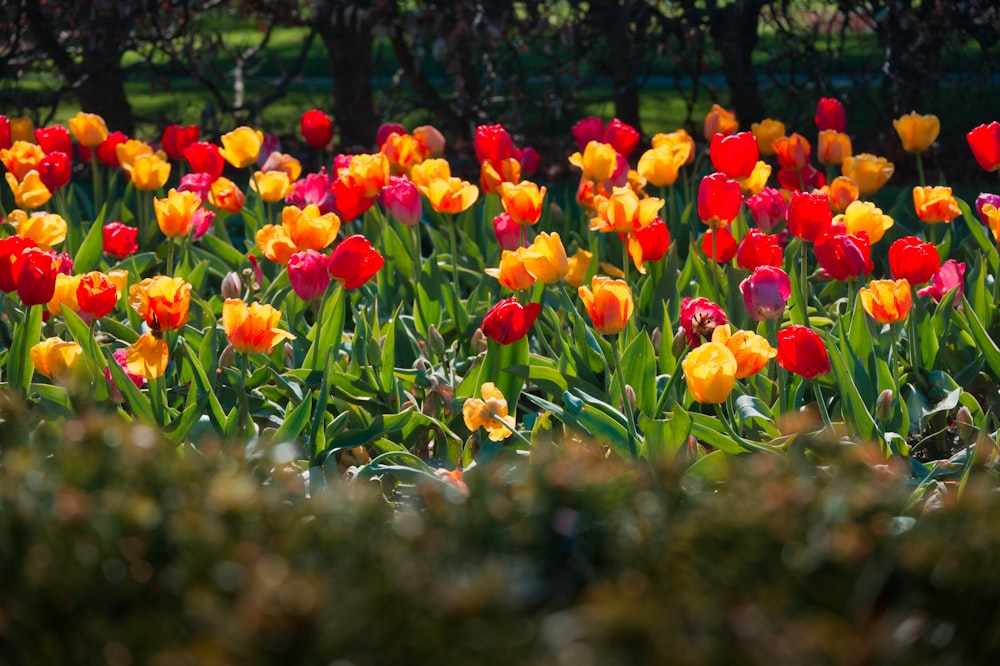 red and yellow flower field