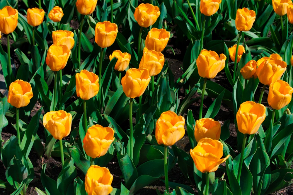 yellow tulips in bloom during daytime