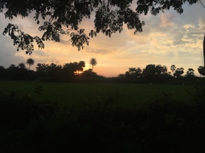 A serene landscape of a rubber plantation with a sunset backdrop, symbolizing growth and harmony.