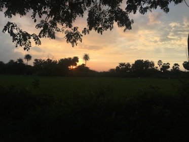 A serene landscape of a rubber plantation with a sunset backdrop, symbolizing growth and harmony.