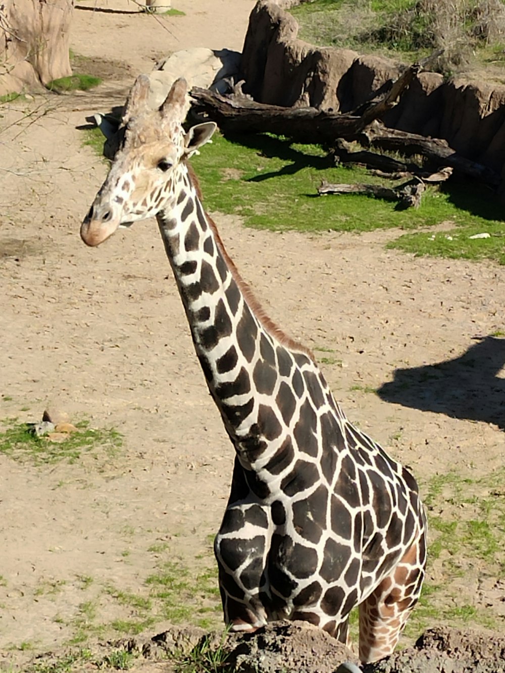 giraffe standing on brown ground during daytime