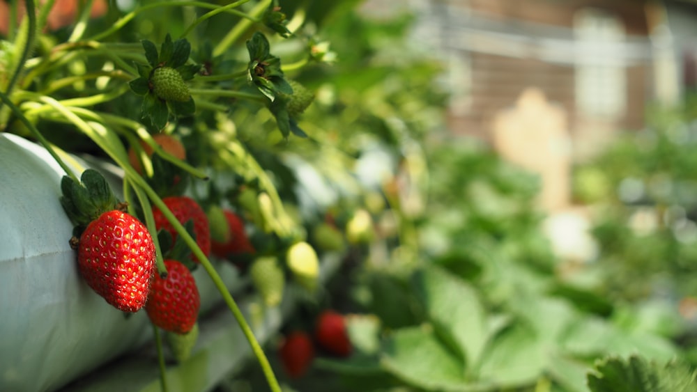 red strawberries in green leaves