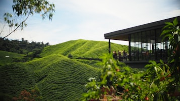 Lush green tea plantation hills stretch across the landscape with a modern glass building on the right. The clear blue sky enhances the vivid greenery, creating a serene and expansive view. People can be seen inside the building, possibly tourists or employees, enjoying the scenic panorama.