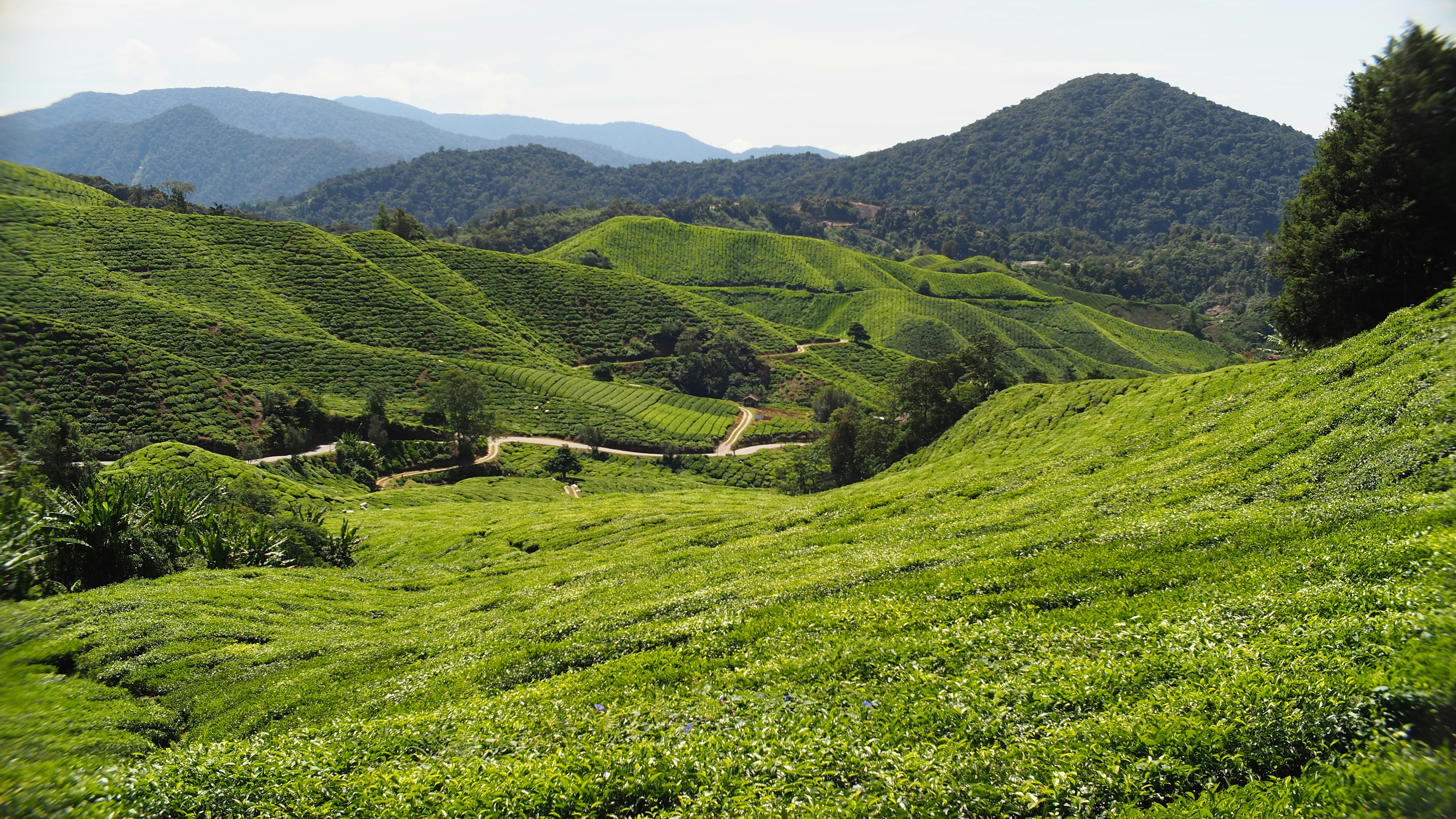 green grass field and mountain