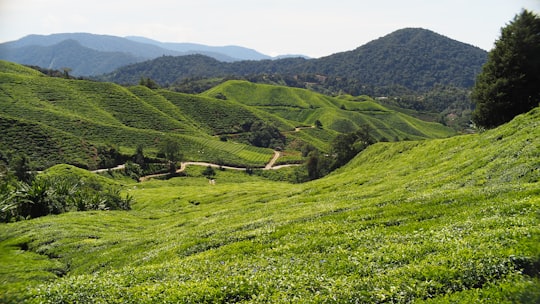 green grass field and mountain in Cameron Highlands Malaysia