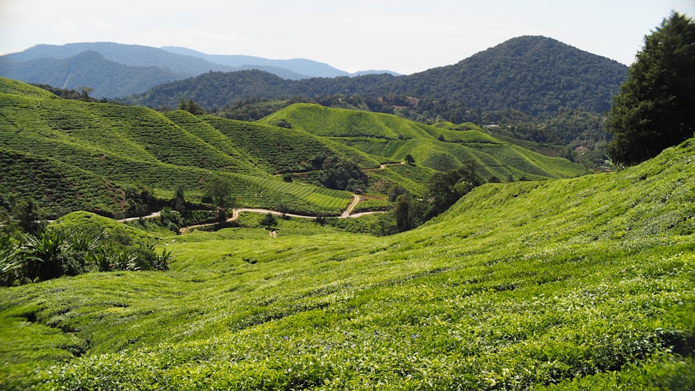 green grass field and mountain