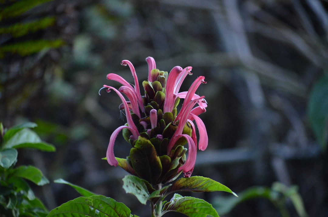 pink and white flower in tilt shift lens