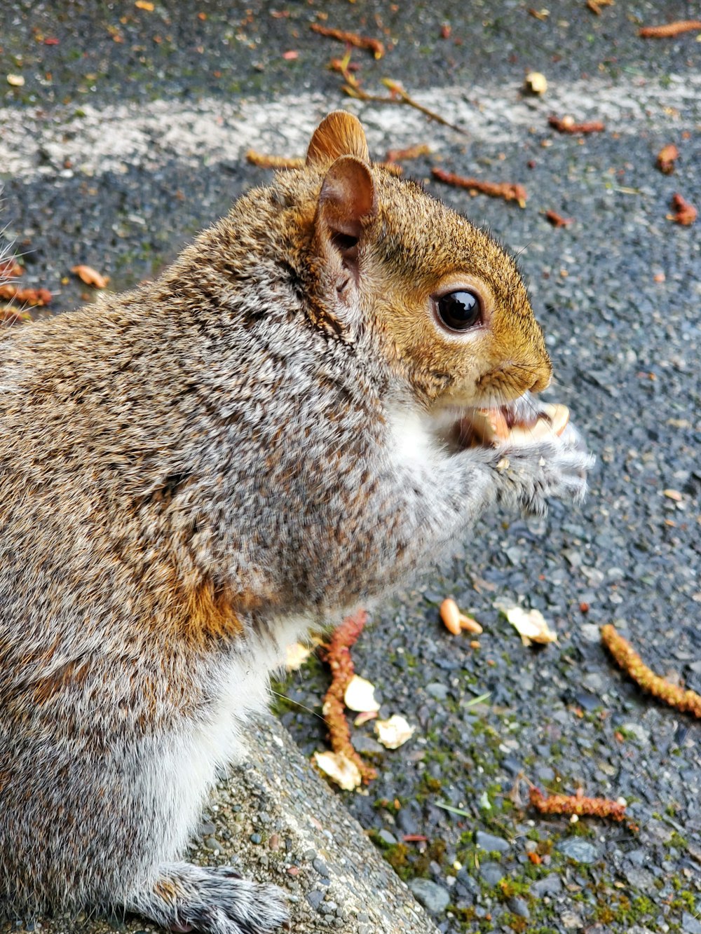 brown and white squirrel on gray concrete floor