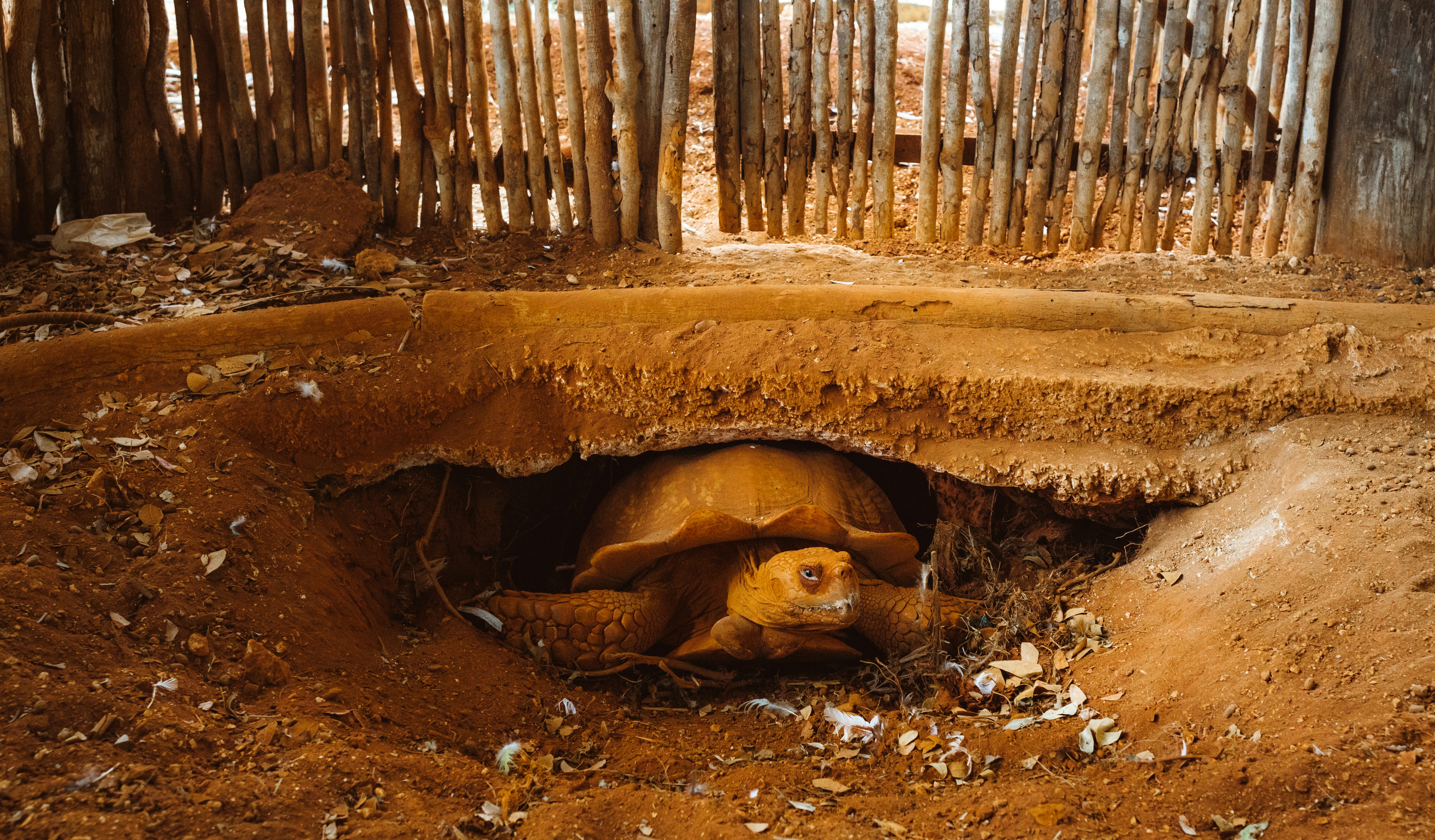 A Russian tortoise basking under a heat lamp in its enclosure