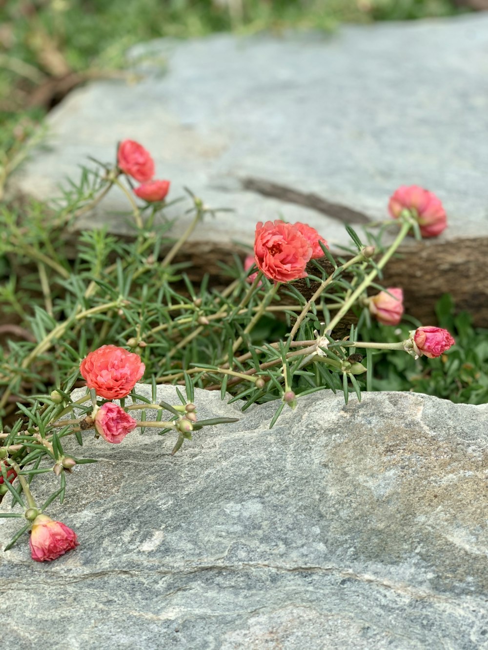 red flowers on gray rock