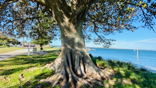 green tree near body of water during daytime in Cook Park Australia