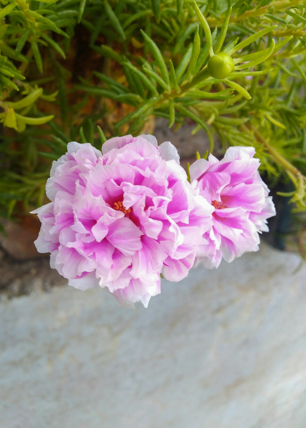 a pink flower sitting on top of a rock