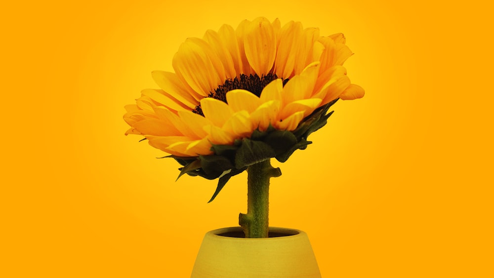 yellow sunflower in green ceramic vase