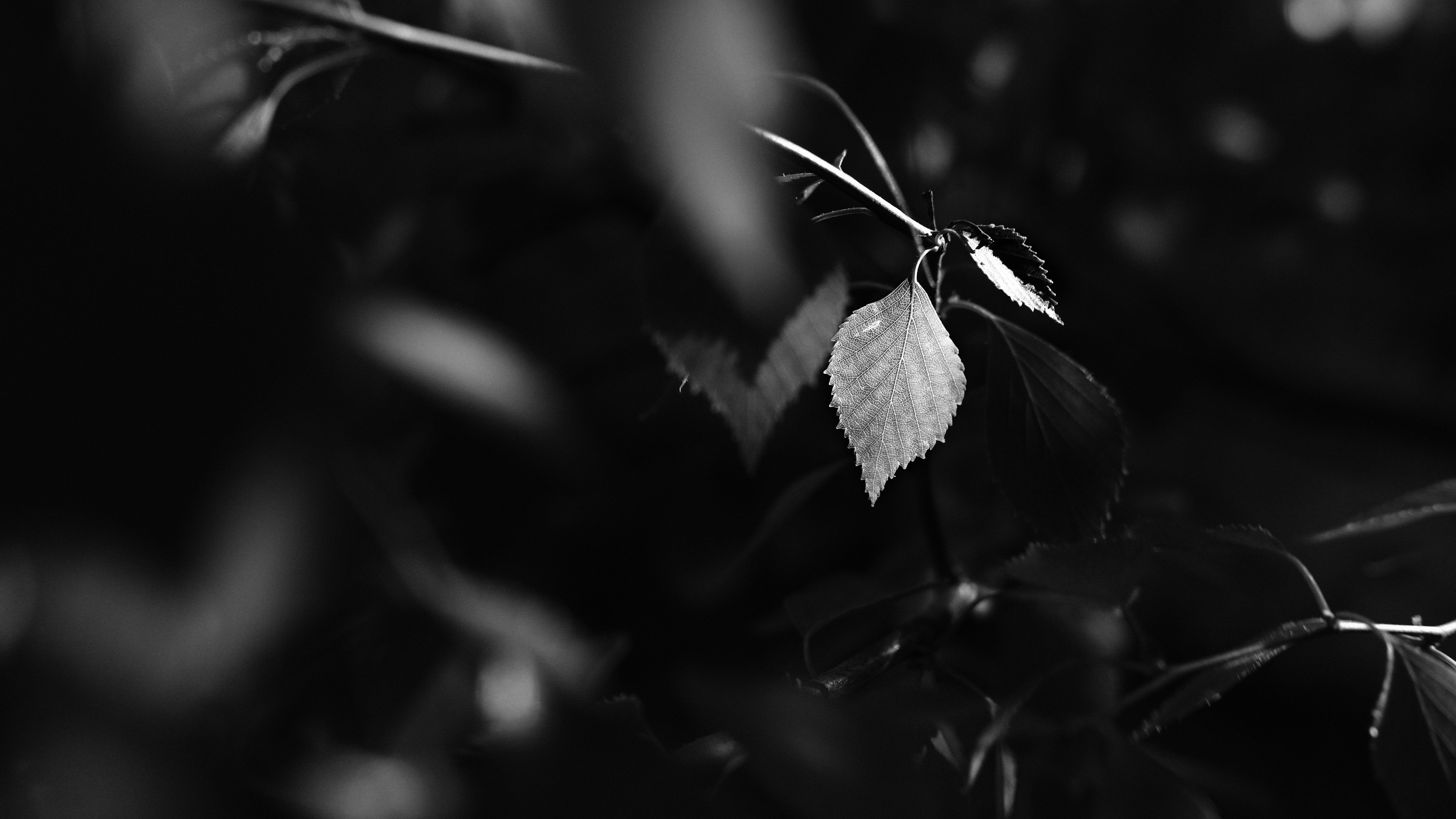 grayscale photo of leaf plant