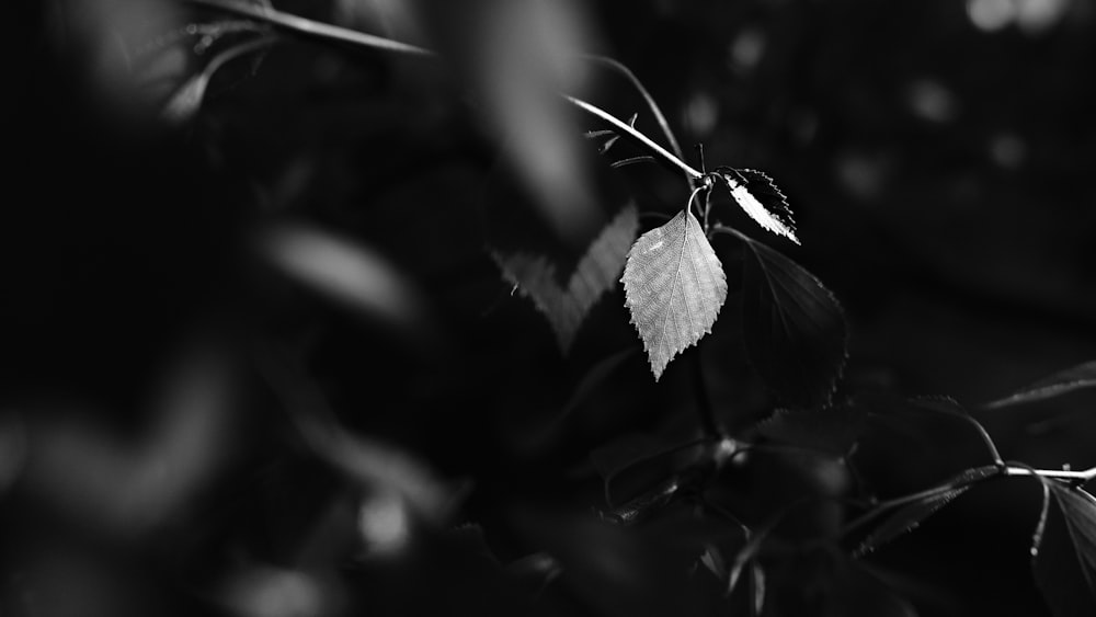 grayscale photo of leaf plant