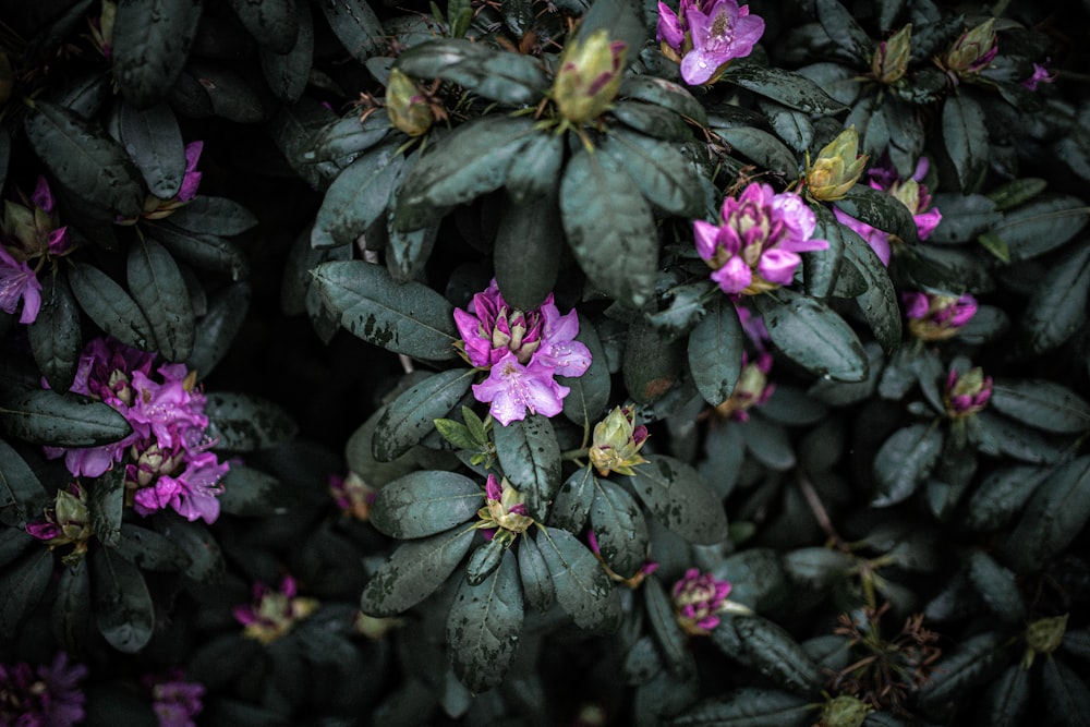 purple flower with green leaves