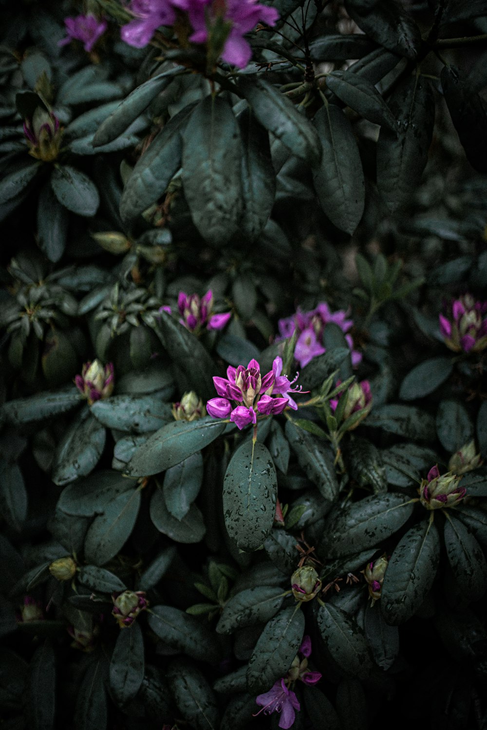 purple flower on black leaves