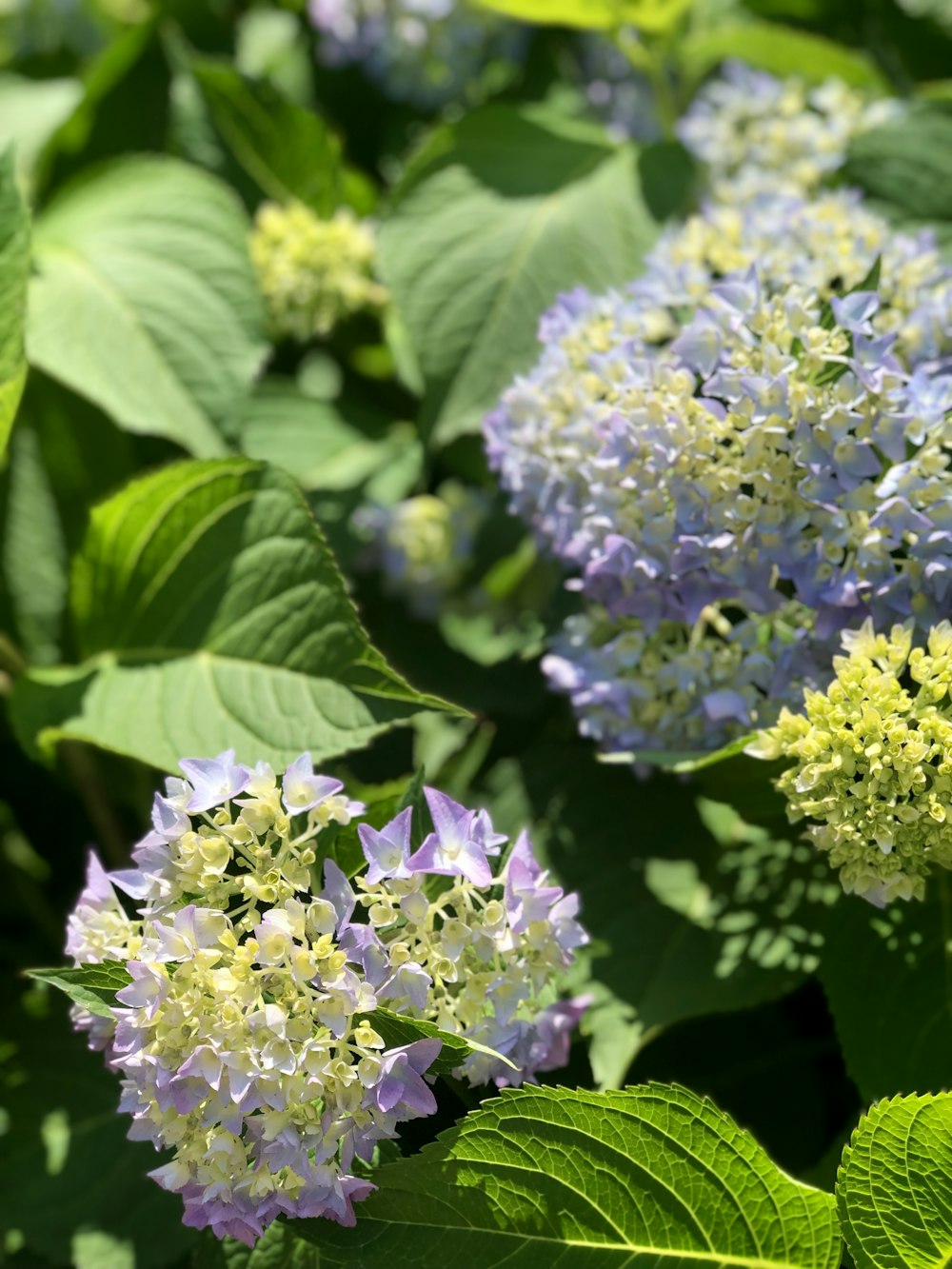 white and purple flowers in tilt shift lens