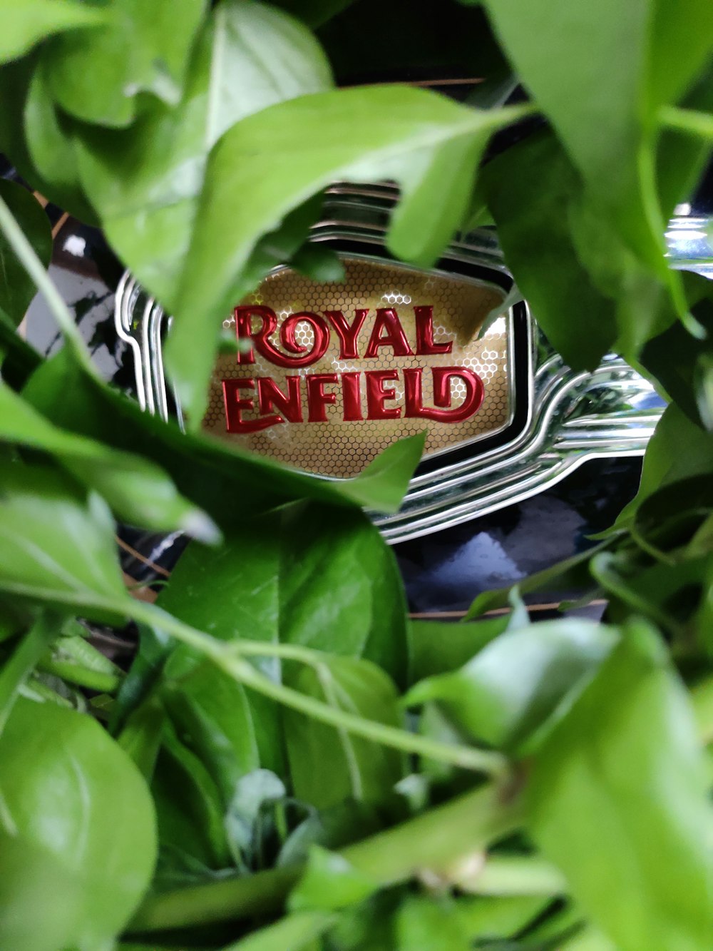 Un logo Royal Enfield est vu à travers les feuilles d’une plante