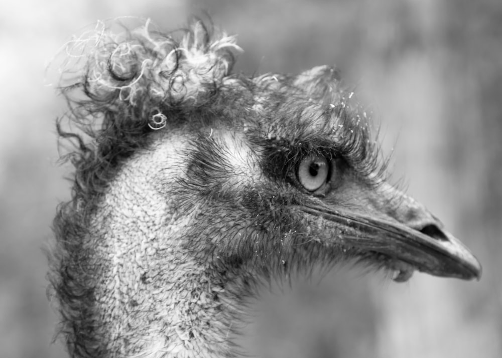 gray scale photo of ostrich