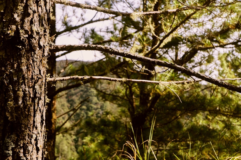 green trees in forest during daytime