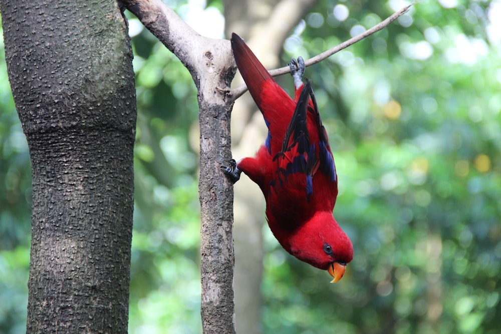 pájaro rojo en la rama marrón de un árbol durante el día