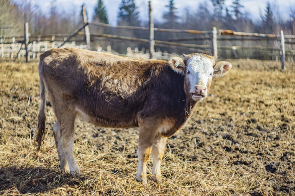 brown cow on brown field during daytime