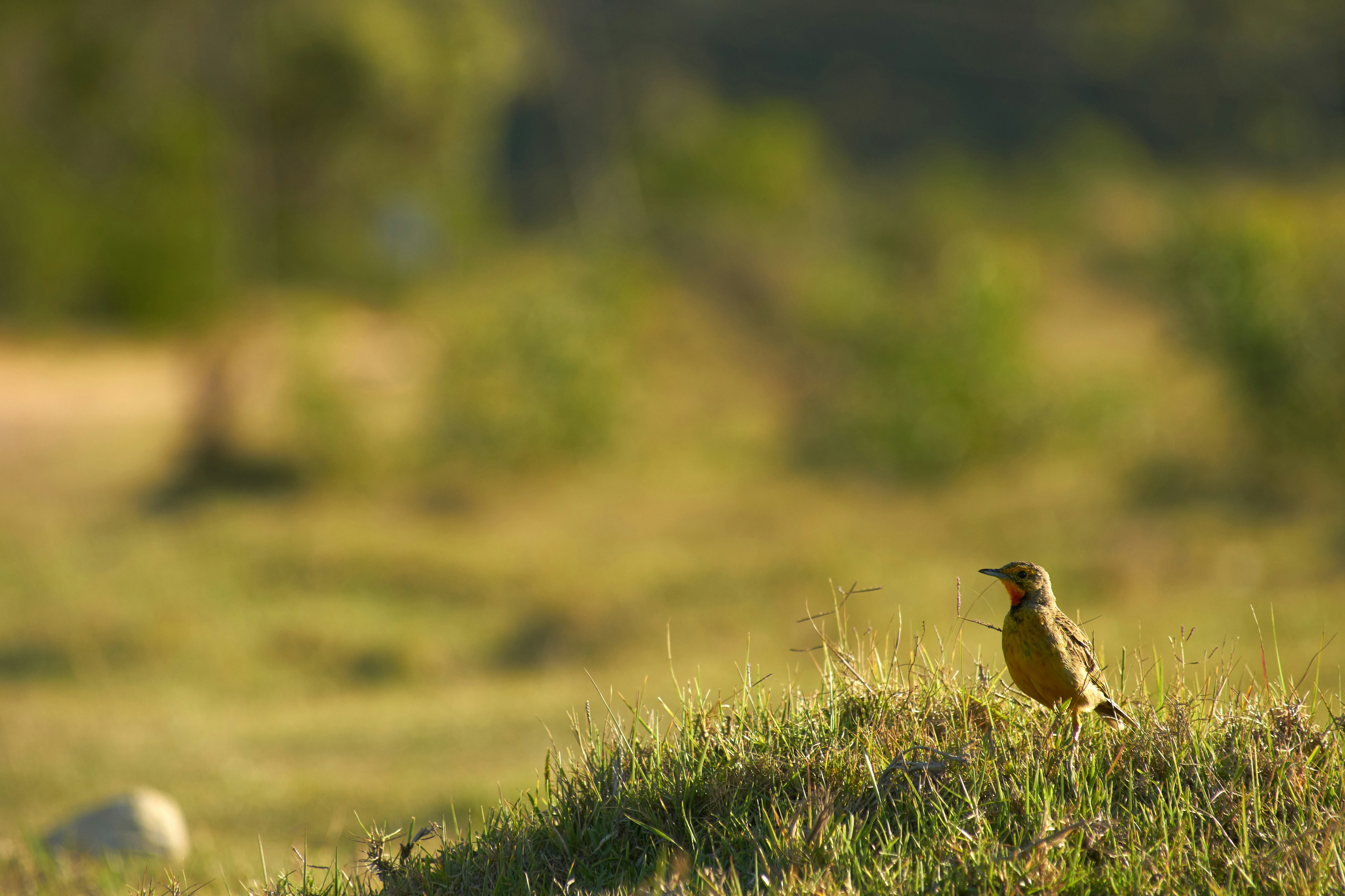 Photo by wolfgang_hasselmann