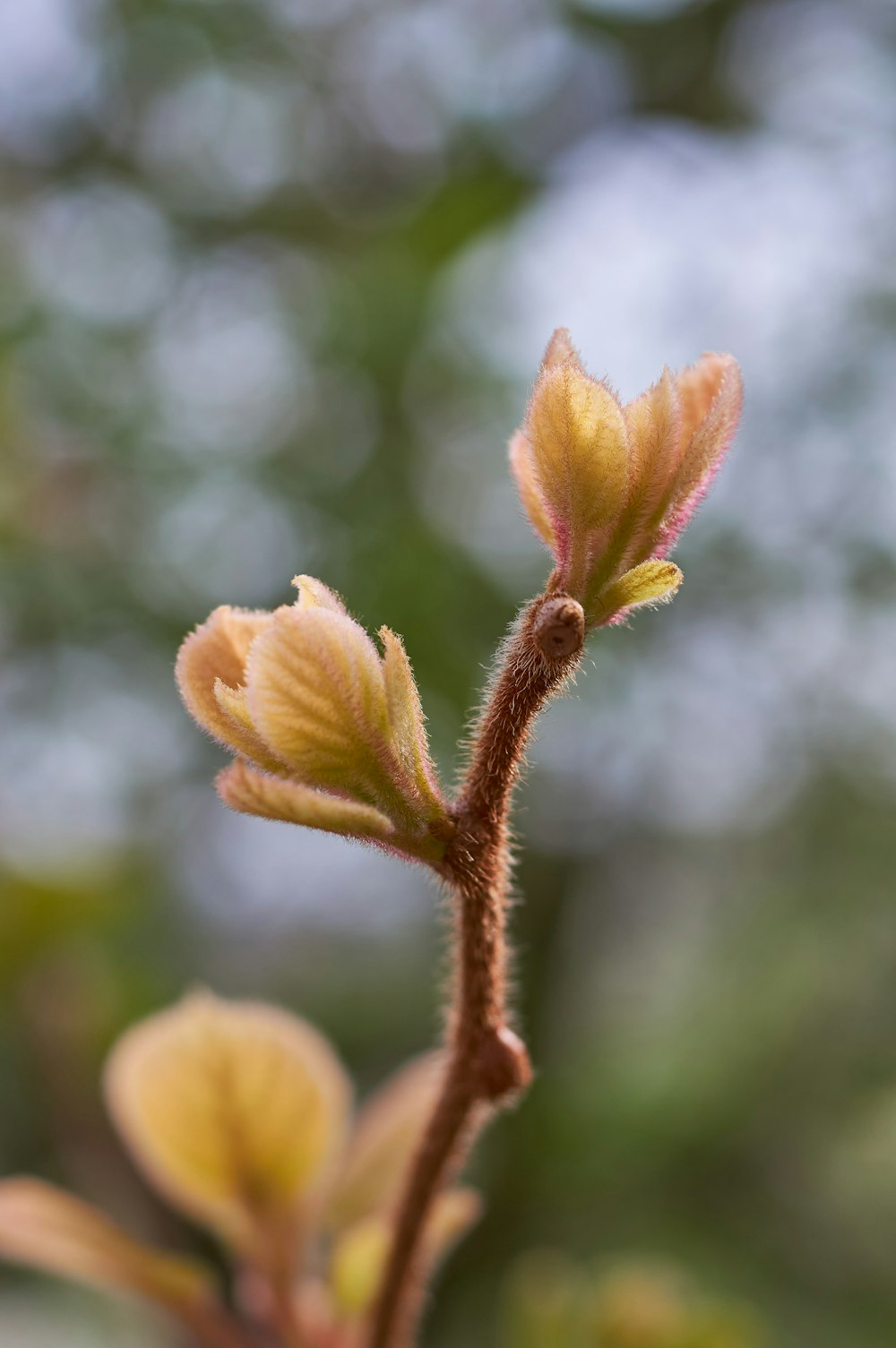 yellow and brown flower in tilt shift lens