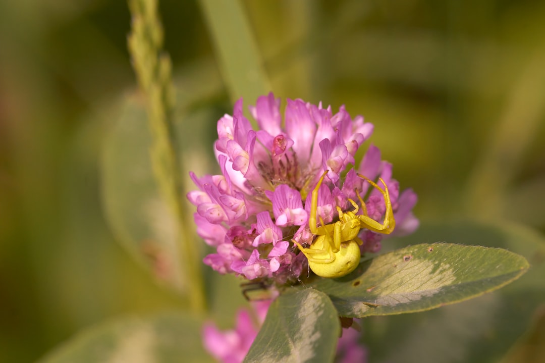 purple flower in macro lens