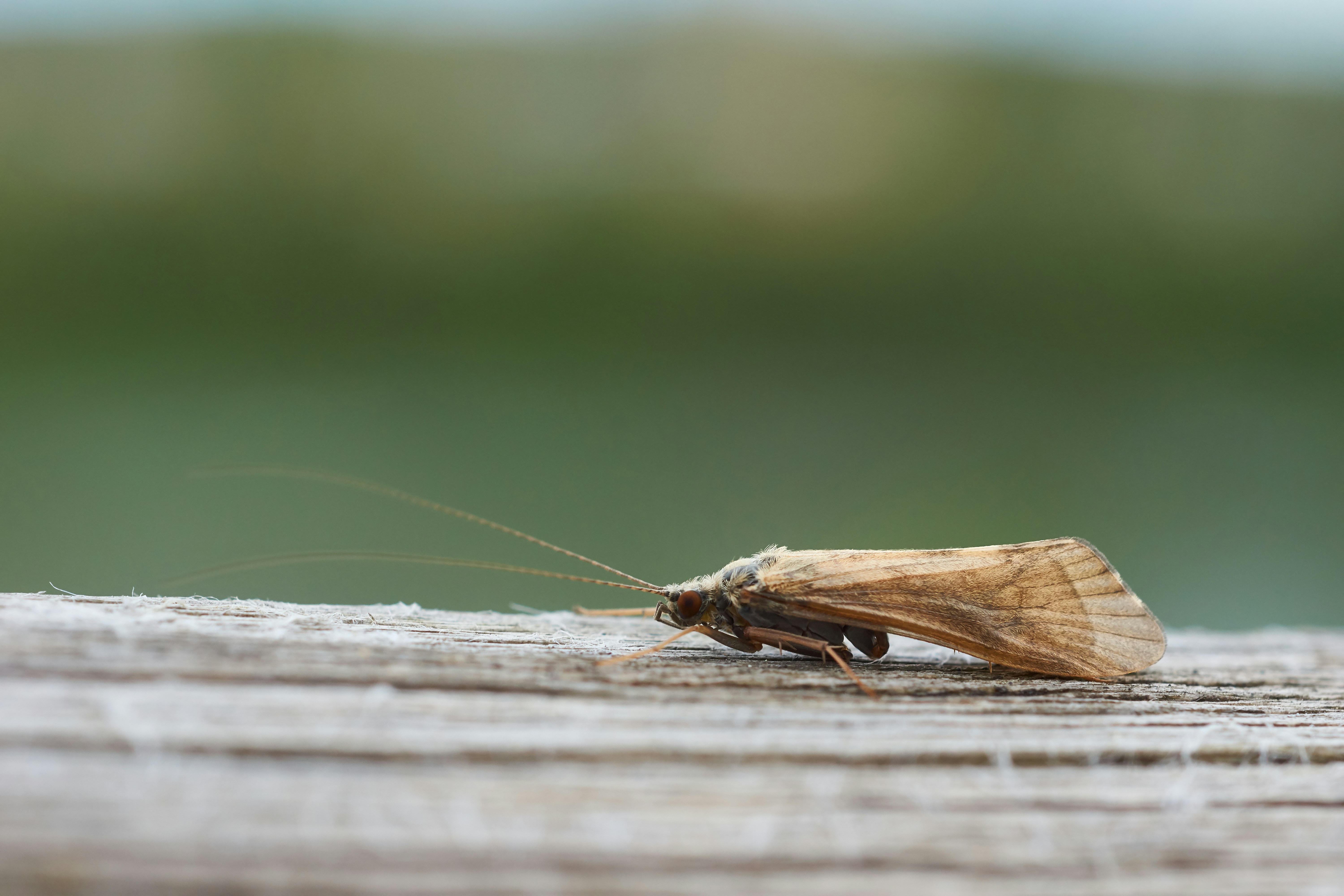 Common Bagworm Moth