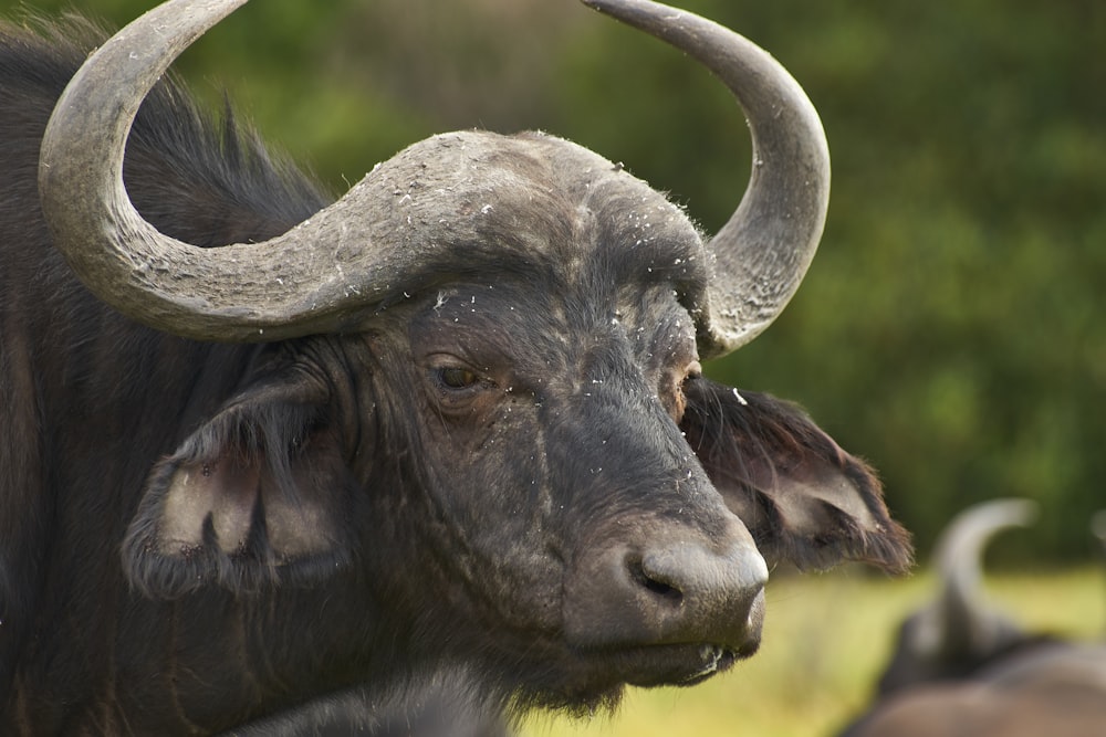 black water buffalo on green grass field during daytime