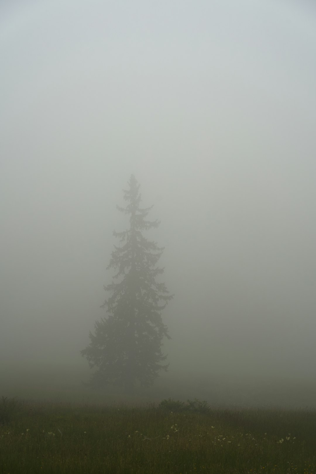 green pine tree covered with fog