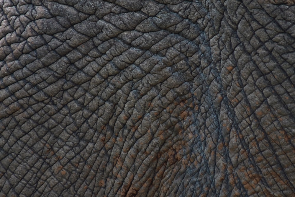 black and gray elephant skin