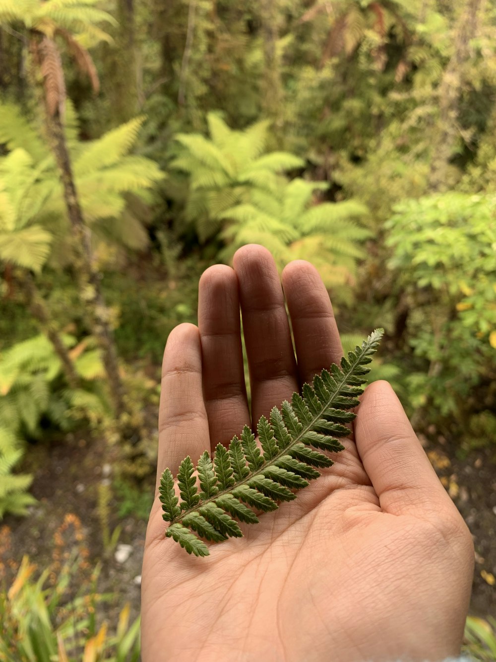 planta de helecho verde en la mano de las personas