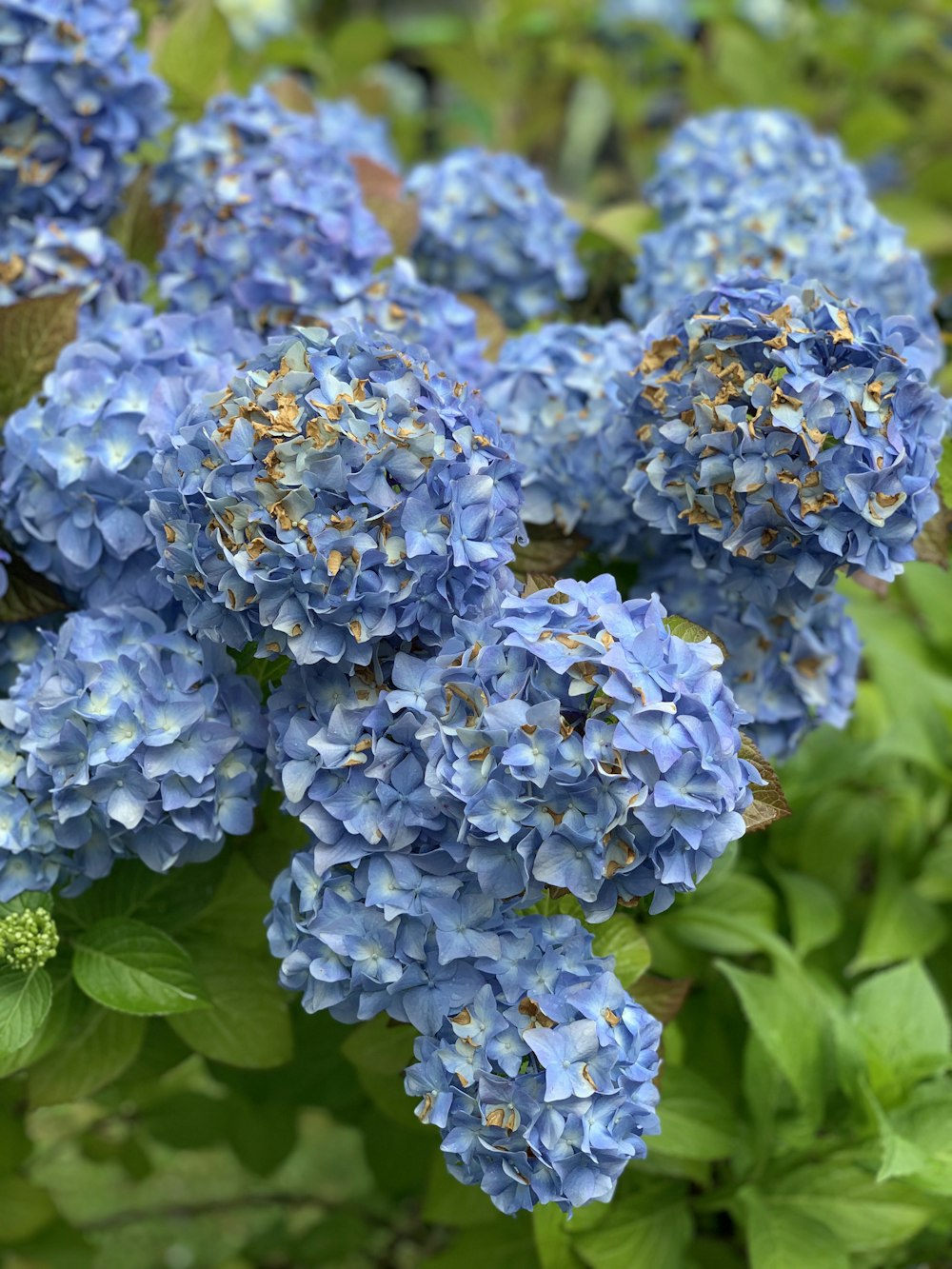 blue flowers with green leaves