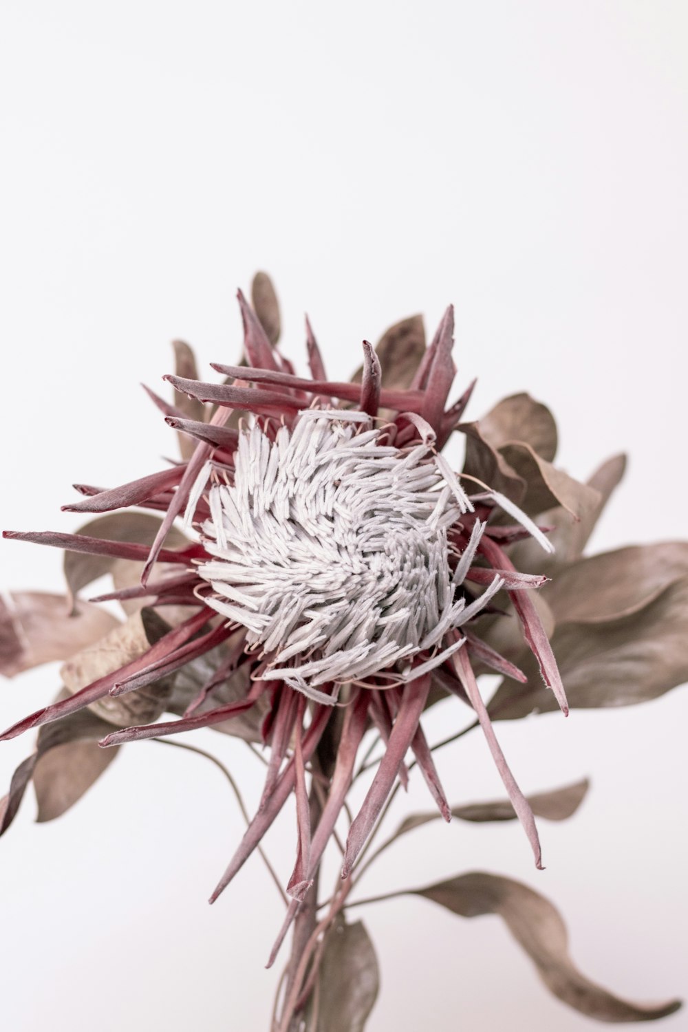 white and red flower on white background