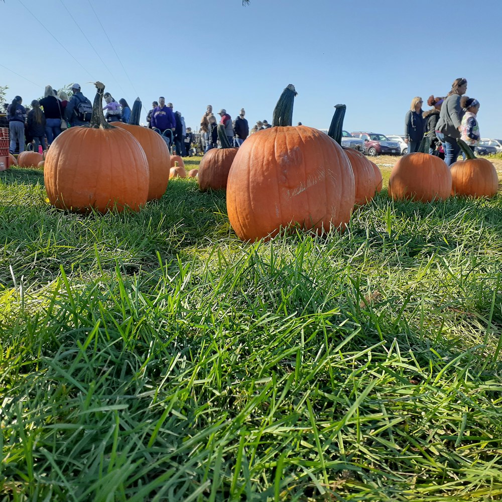 orange pumpkins on green grass field during daytime